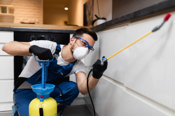 Best Termite Control Services  in Cockrell Hill, TX