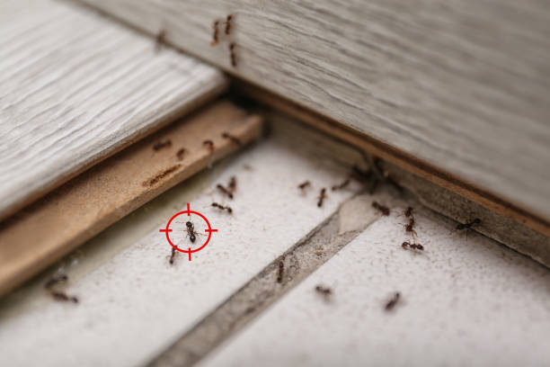 Best Pest Removal Services  in Cockrell Hill, TX